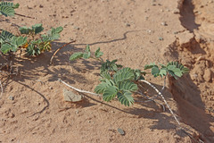 Hoffmannseggia repens