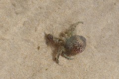 Diogenes brevirostris