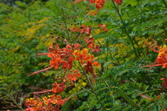 Caesalpinia pulcherrima