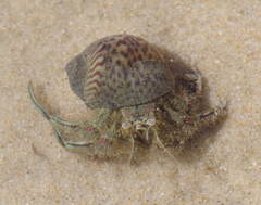 Diogenes brevirostris