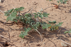 Hoffmannseggia repens