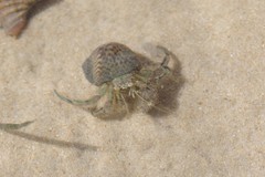 Diogenes brevirostris