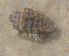 Diogenes brevirostris