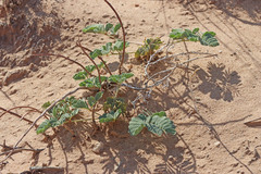 Hoffmannseggia repens