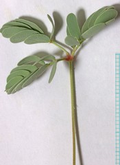 Hoffmannseggia repens