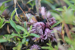 Lepidagathis trinervis