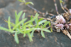 Lepidagathis trinervis