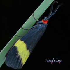 Pidorus