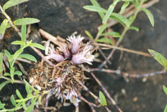 Lepidagathis trinervis