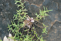 Lepidagathis trinervis