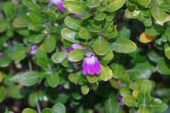 Justicia petiolaris