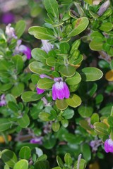 Justicia petiolaris