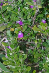 Justicia petiolaris