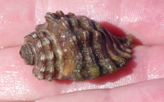 Diogenes brevirostris