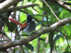 Terpsiphone bourbonnensis desolata