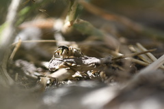 Habronattus pyrrithrix