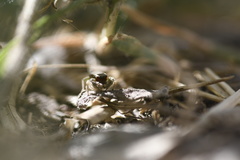 Habronattus pyrrithrix