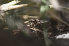 Habronattus pyrrithrix