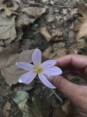 Colchicaceae