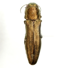 Agrilus celti