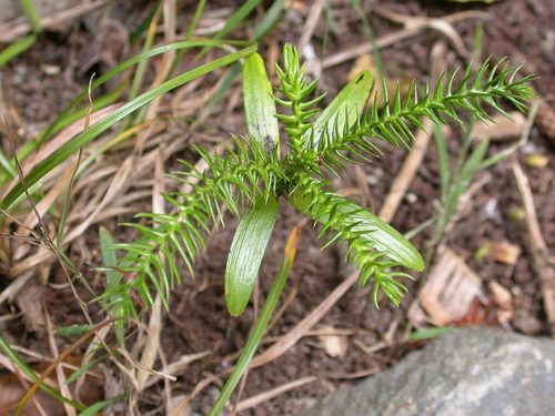Norfolk Island Pine