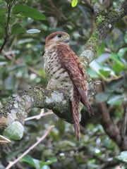 Falco punctatus