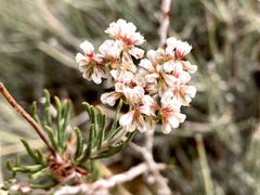 Eriogonum microtheca simpsonii
