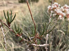 Eriogonum microtheca simpsonii