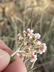 Eriogonum microtheca simpsonii