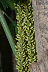 Caryota