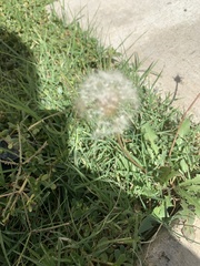 Taraxacum