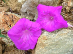Ipomoea elongata