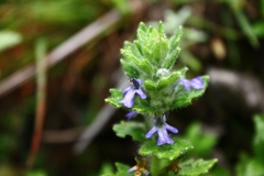 Ajuga lobata