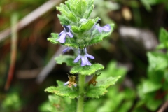 Ajuga lobata