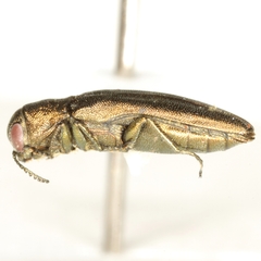 Agrilus celti