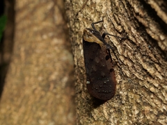 Penthicodes atomaria