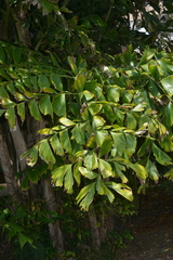 Caryota