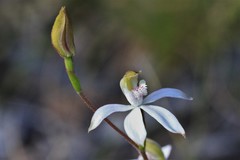 Caladenia gracilis