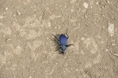 Carabus scabrosus tauricus