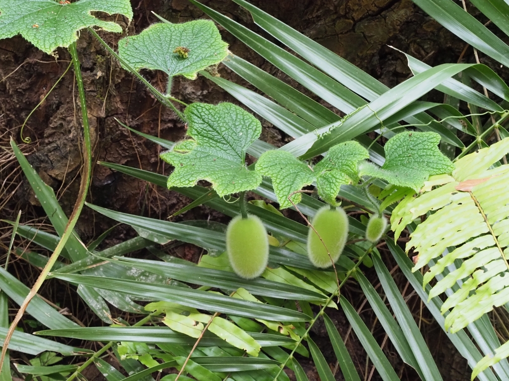 Peponium vogelii
