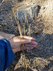 Cleistogenes kitagawae