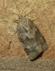 Choristoneura conflictana