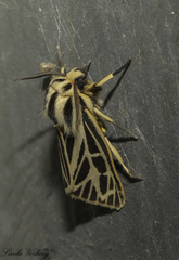 Apantesis virguncula