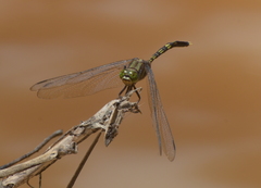 Orthetrum serapia