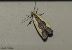 Dichomeris inserrata