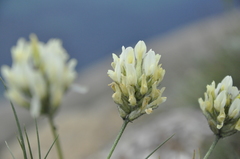 Astragalus reduncus