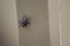 Poecilometis strigatus