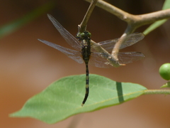Orthetrum serapia
