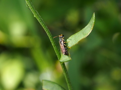 Hylaeus nanseiensis