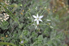 Ornithogalum navaschinii